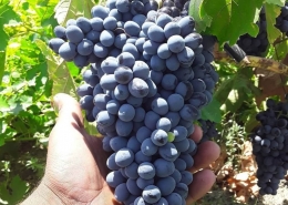 نهال انگور خوشه ای