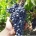 نهال انگور خوشه ای