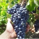 نهال انگور خوشه ای
