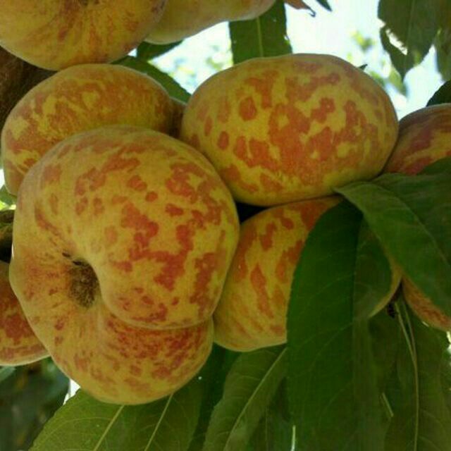 نهال هلو انجیری پلنگی خوشه ای