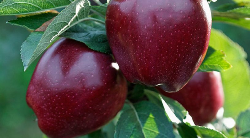 میوه سیب خوشه ای قرمز
