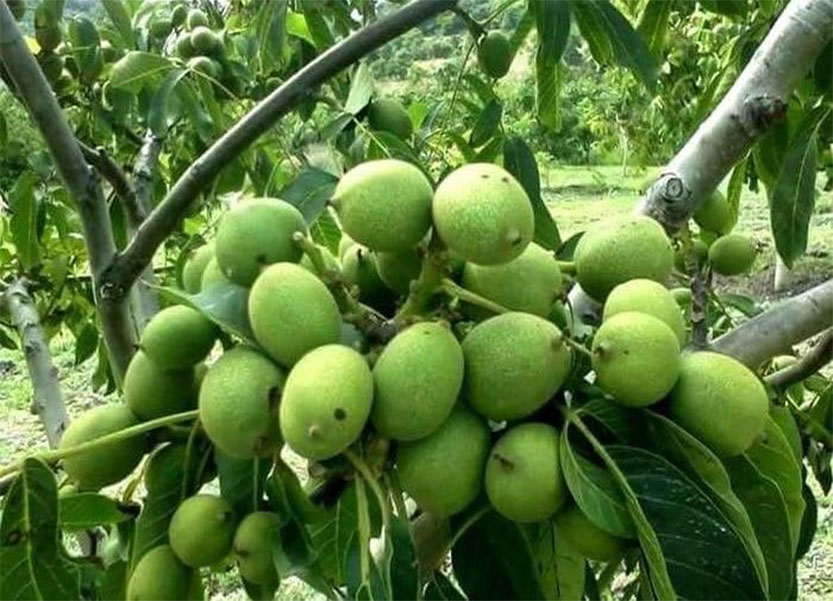 بزرگترین مرجع گردوخوشه ای