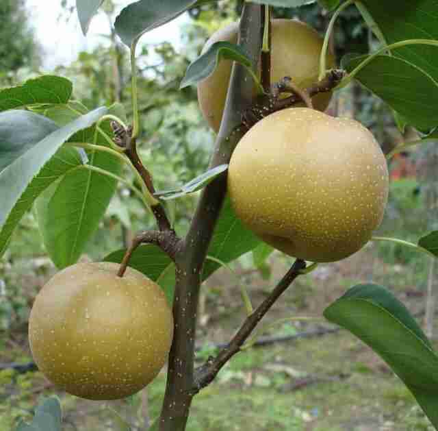 گلابی خوشه ای سیبی