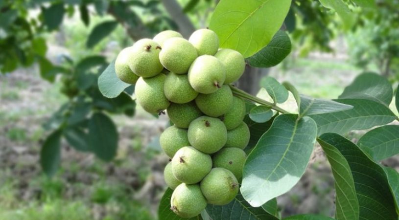 تولید گردو خوشه ای اسرائیلی
