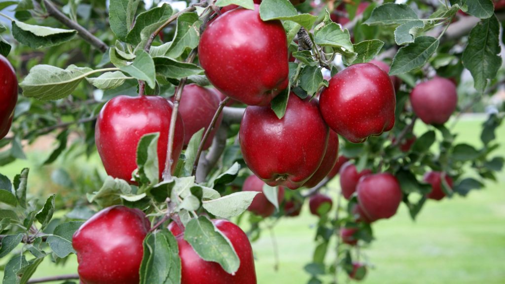 درخت سیب خوشه ای قرمز نهالستان بهشت سبز