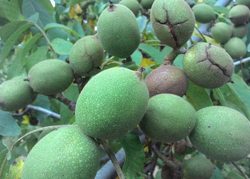 گردو خوشه ای تخم مرغی