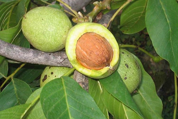 گردو خوشه ای جمال