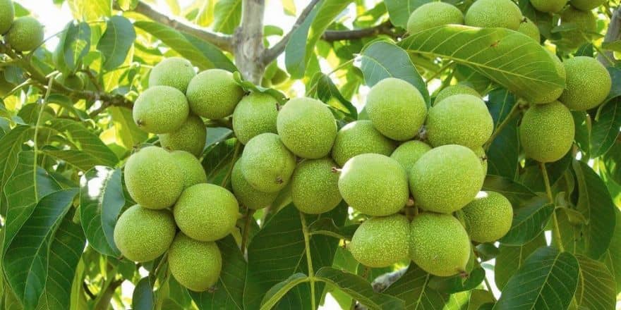 تولید نهال گردو خوشه ای کاغذی محلی