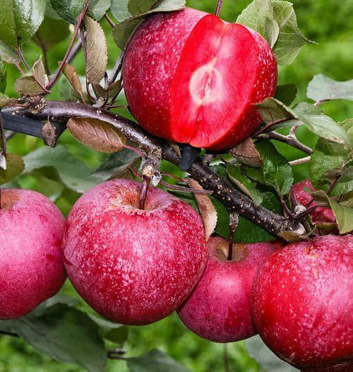 نهال سیب خوشه ای خونی