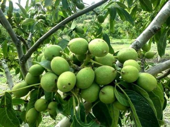 گردو خوشه ای فرنور