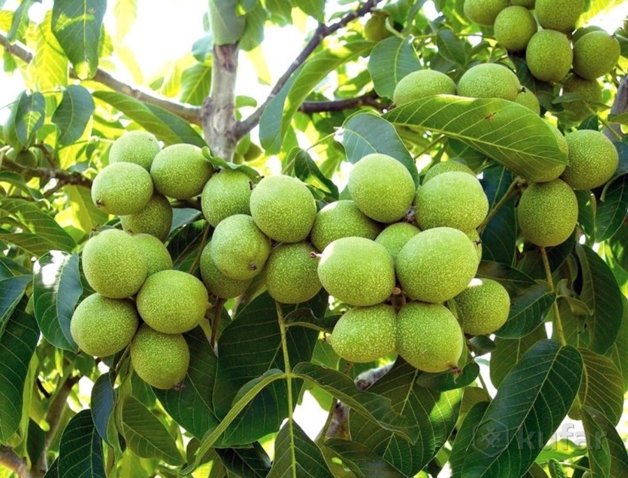 گردو خوشه ای کوپه ای