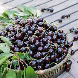 میوه گیلاس سیاه نهالستان بهشت سبز