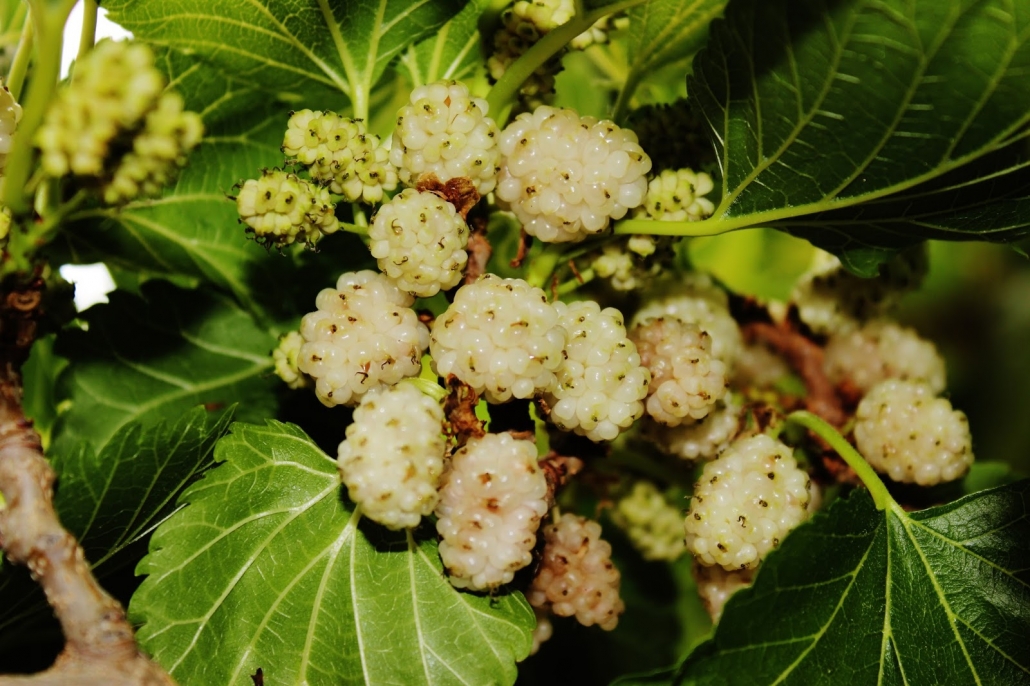 توت خوشه ای سفید
