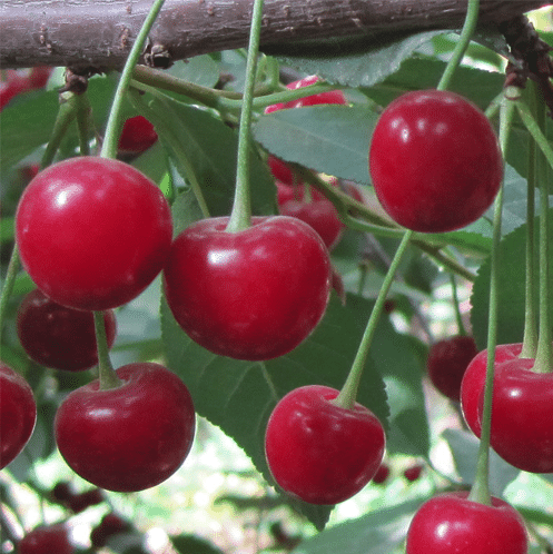آلبالو خوشه ای مجار