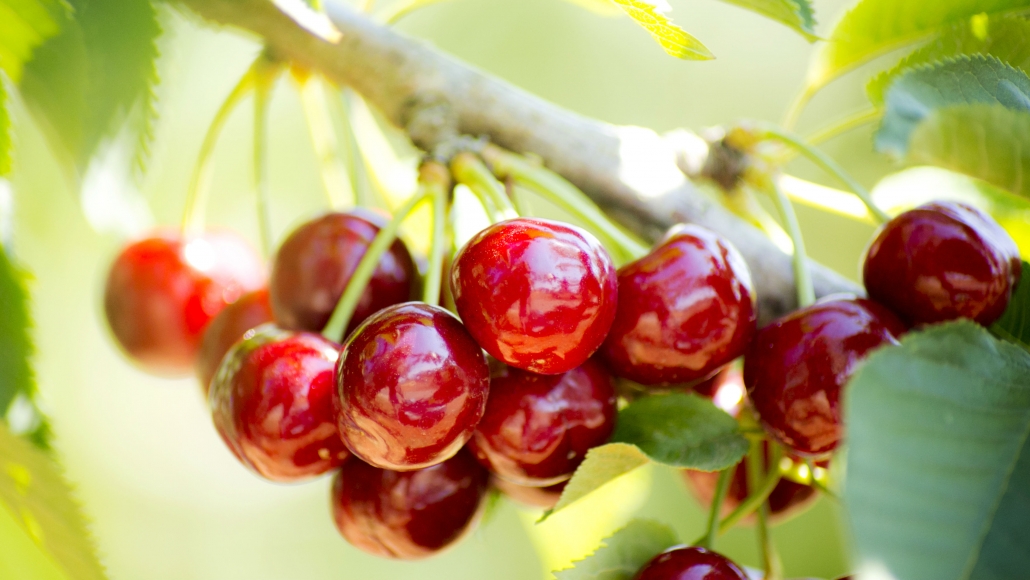 نهالستان بهشت سبز گیلاس خوشه ای قرمز
