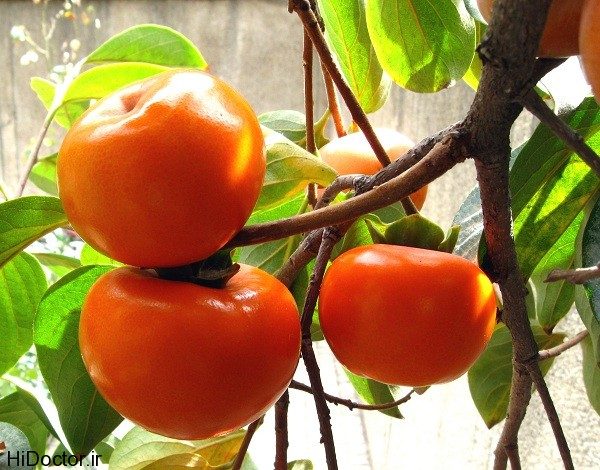 خرمالوخوشه ای سیبی