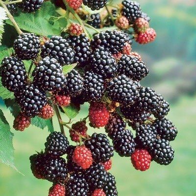هرس درخت شاه توت خوشه ای