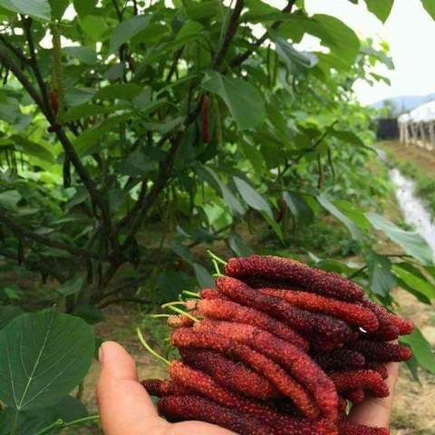 توت خوشه ای موزی بی نظیر
