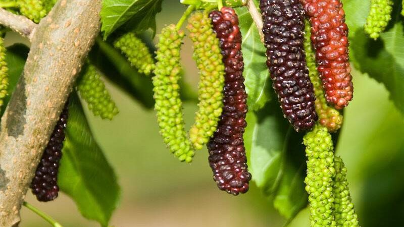 توت خوشه ای موزی