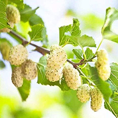 نهالستان بهشت سبز توت خوشه ای سفید