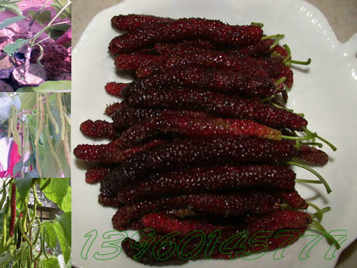 میوه توت موزی