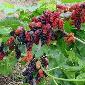 درخت توت خوشه ای قرمز بی نظیر
