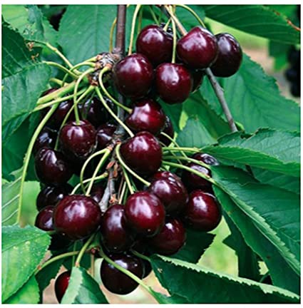 نهال گیلاس خوشه ای سیاه