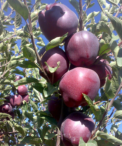 نهالستان سیب خوشه ای قرمز فرانسه