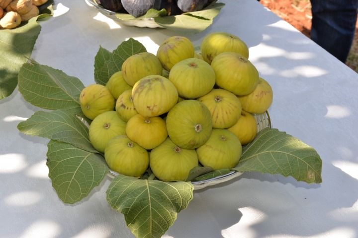انجیر سفید خوشه ای