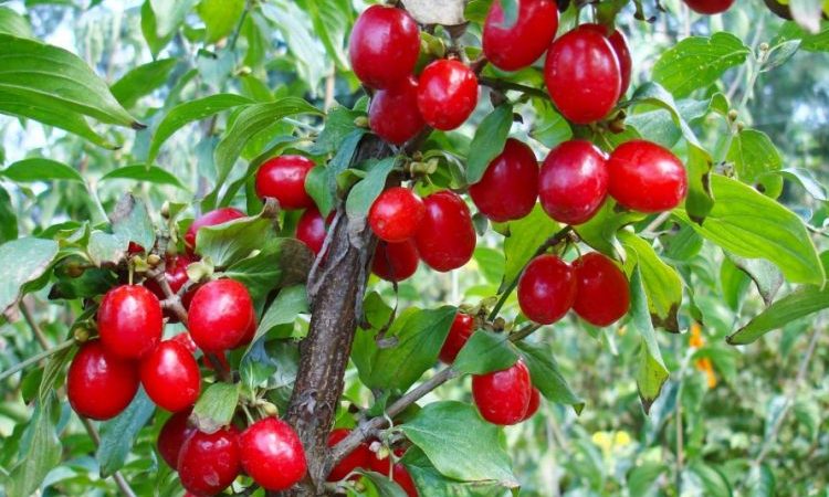 نهال گیلاس قرمز کمیاب