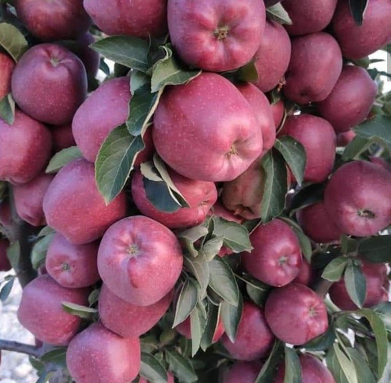 سیب خوشه ای رد استارکینگ فرانسه