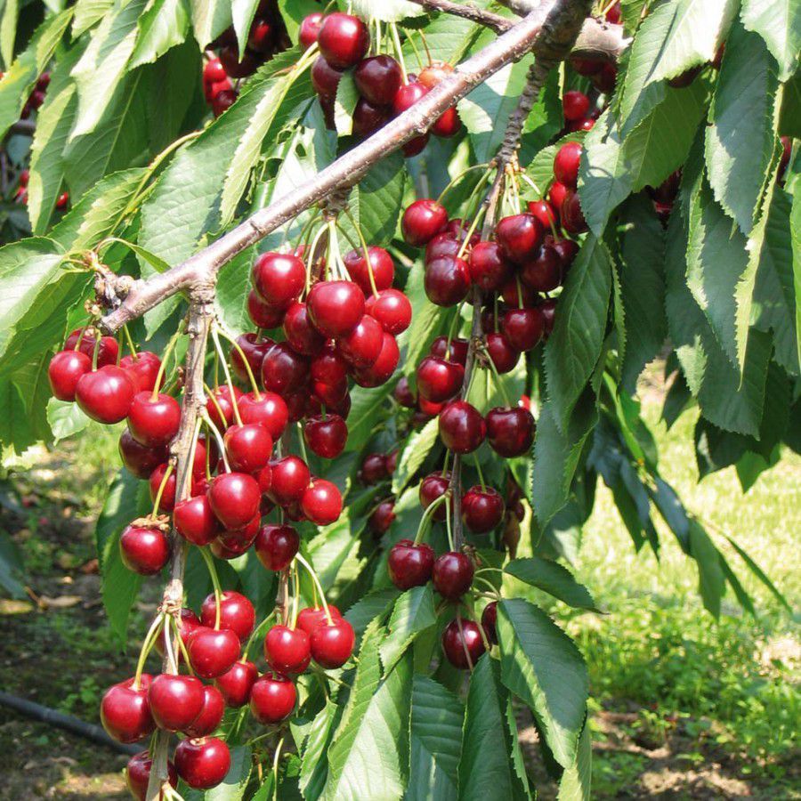 آلبالوخوشه ای گیسی بهشت سبز