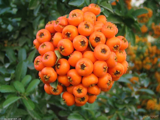 خرمالو خوشه ای با برترین کیفیت