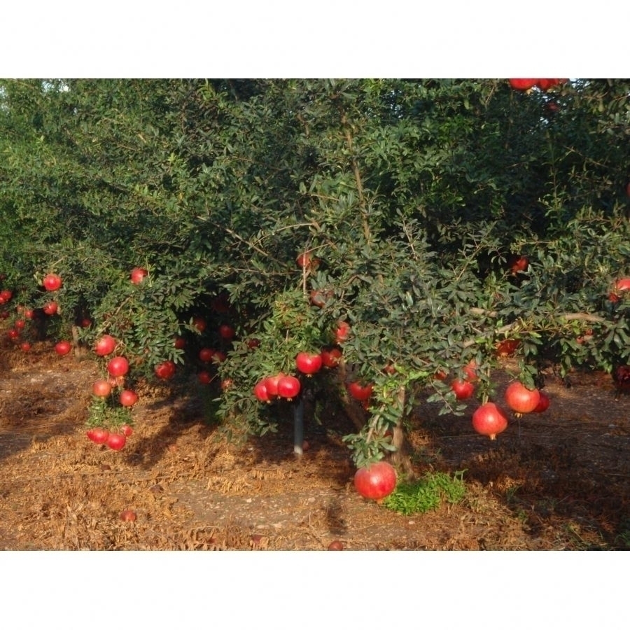 درخت انار ساوه خوشه ای