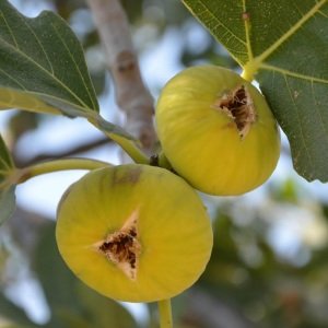 انجیرخوشه ای سفید نهالستان بهشت سبز