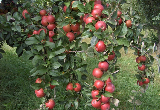 نهال سیب خوشه ای پایه کوتاه