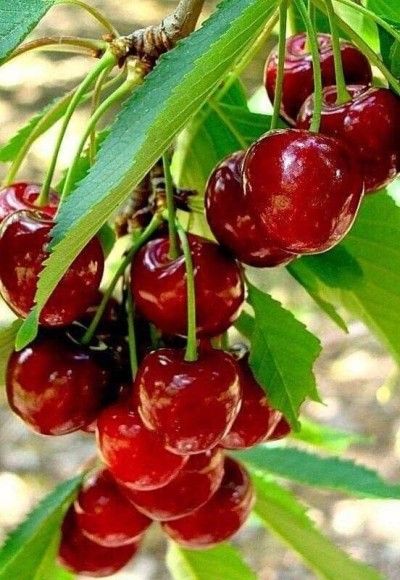 میوه آلبالو خوشه ای گیسی