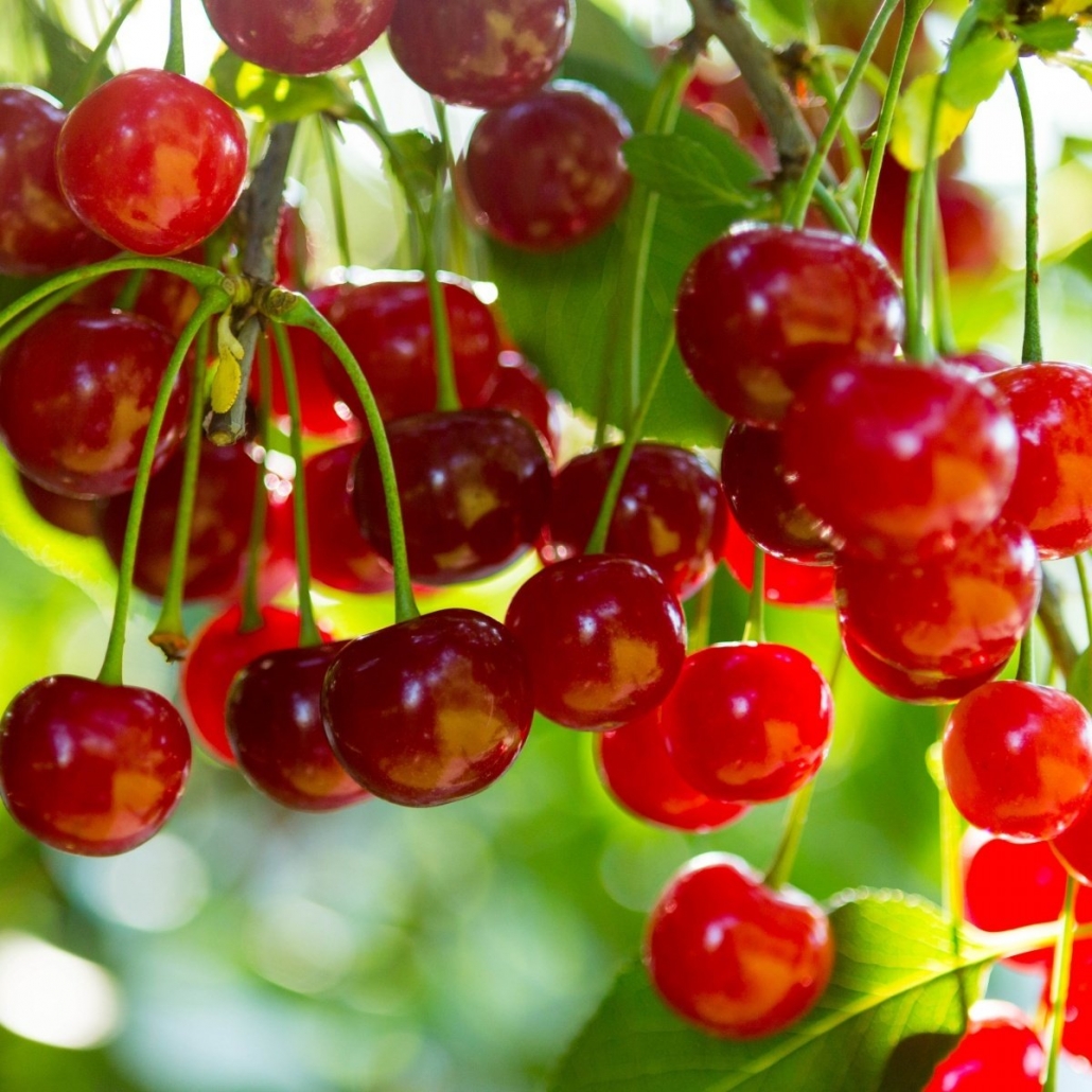 نهال آلبالو خوشه ای گیسی