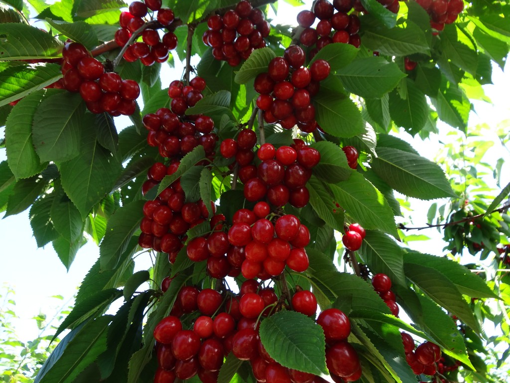 آلبالو خوشه ای گیسی در نهالستان بهشت سبز