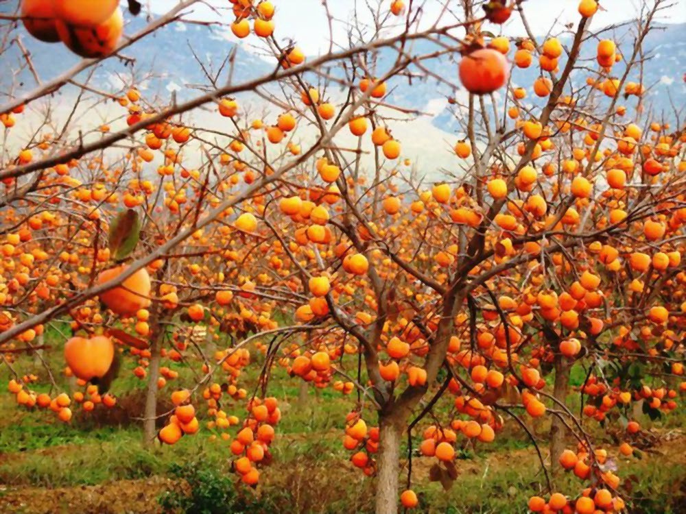 درختان خرمالوی خوشه ای پربار