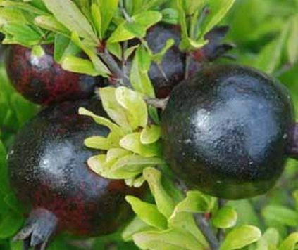 انار خوشه ای سیاه بی نظیر