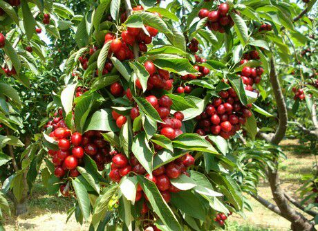 نهالستان بهشت سبز تولید کننده نهال آلبالو خوشه ای مجار