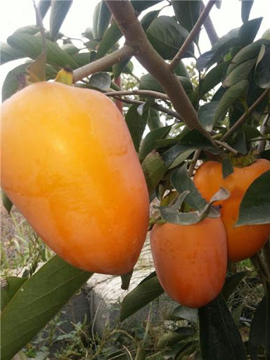 نهال خرمالو موزی نهالستان بهشت سبز