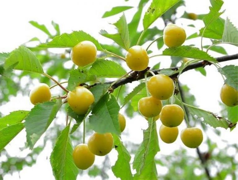 نهال گیلاس خوشه ای سفید کمیاب درنهالستان بهشت سبز