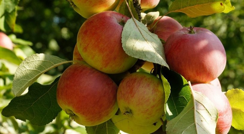نهال سیب خوشه ای گلاب