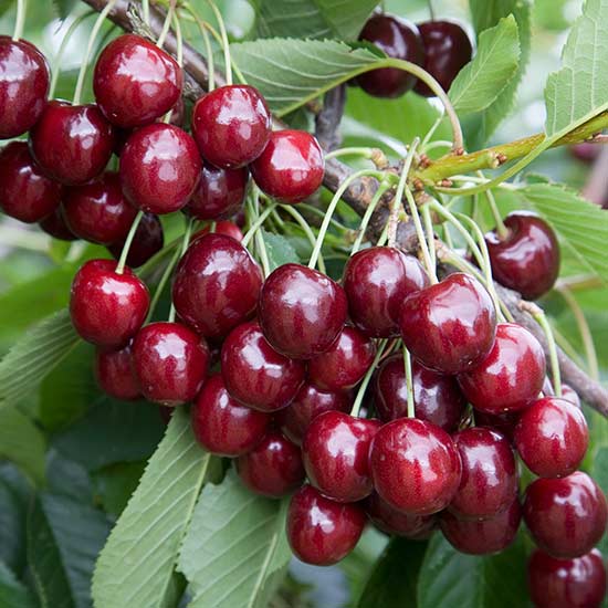 نهال گیلاس خوشه ای کمیاب نهالستان بهشت سبز