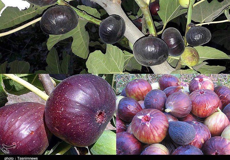 نهالستان بهشت سبز نهال های خوشه ای انجیر
