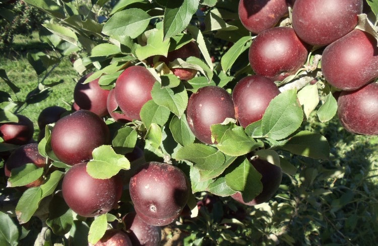 نهالستان بهشت سبز سیب خوشه ای میراکل