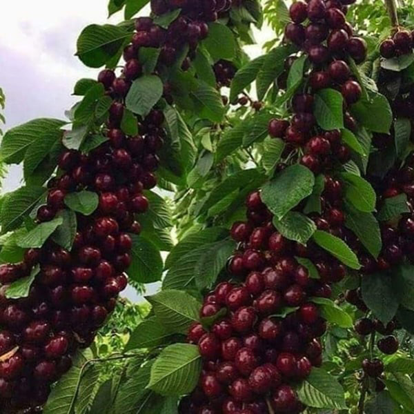 نهال گیلاس خوشه ای