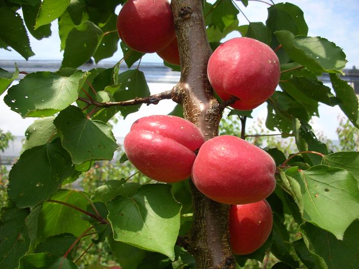درخت زردآلو خوشه ای قرمز